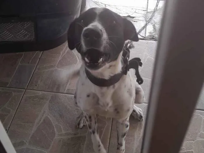 Cachorro raça SRD-ViraLata idade 1 ano nome Sofia 