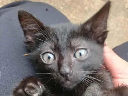 Gato raça SRD-ViraLata idade Abaixo de 2 meses nome Yoda