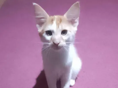 Gato raça SRD-ViraLata idade 2 a 6 meses nome Ainda não tem nomes