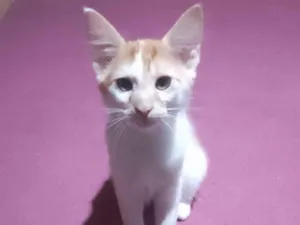Gato raça SRD-ViraLata idade 2 a 6 meses nome Ainda não tem nomes