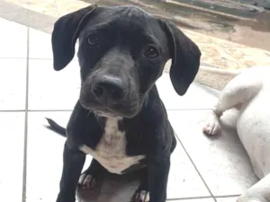 Cachorro raça Pit-Bull idade 2 a 6 meses nome Lunna 