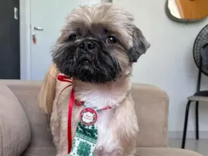Cachorro raça Shitzu idade 5 anos nome Kadu