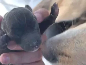 Cachorro raça SRD-ViraLata idade Abaixo de 2 meses nome filhotes 