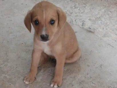 Cachorro raça SRD-ViraLata idade Abaixo de 2 meses nome DAYANA SOARES DE ABREU DA SILVA