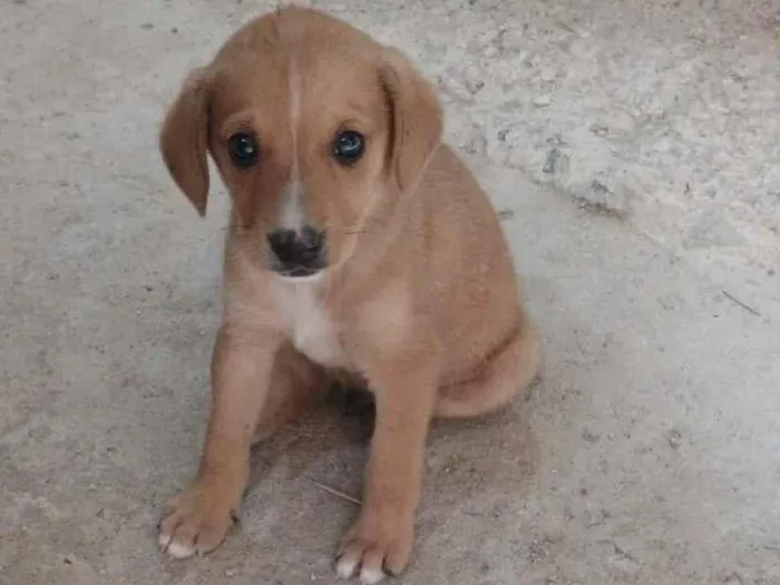 Cachorro raça SRD-ViraLata idade Abaixo de 2 meses nome DAYANA SOARES DE ABREU DA SILVA