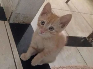 Gato raça Siamês idade 2 a 6 meses nome Belo