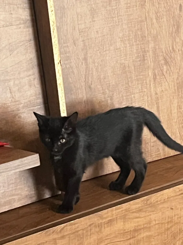 Gato raça SRD-ViraLata idade 2 a 6 meses nome José, Aurora, Felice, janete