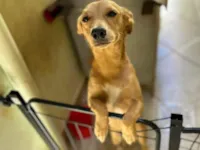 Cachorro raça SRD-ViraLata idade 2 a 6 meses nome Pipoca 