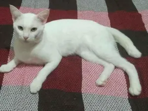 Gato raça SRD-ViraLata idade 7 a 11 meses nome Algodão 