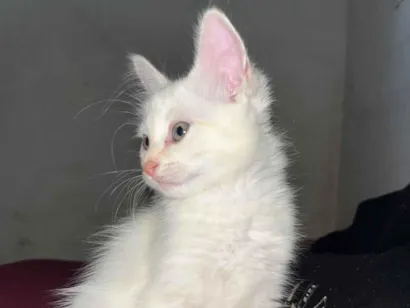 Gato raça SRD-ViraLata idade 2 a 6 meses nome José, Aurora, Felice, janete