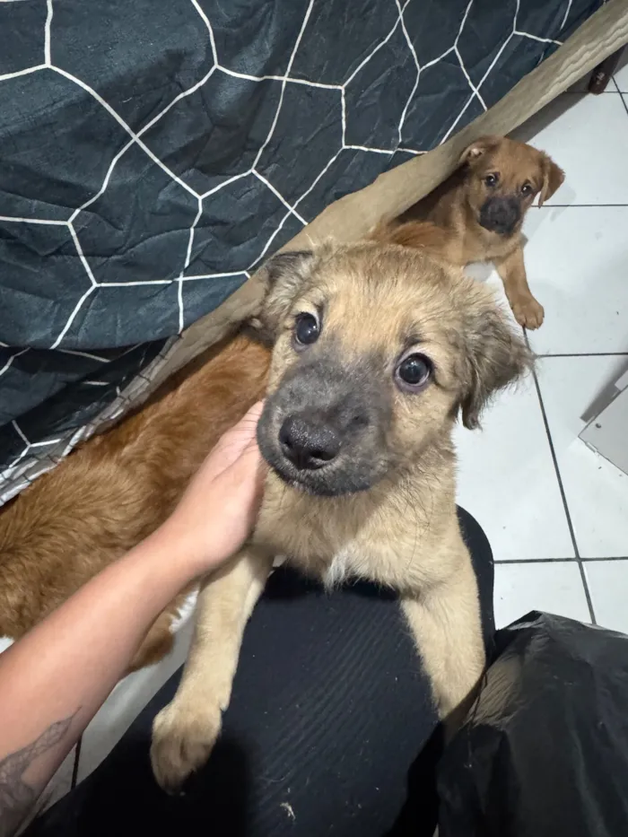 Cachorro raça SRD-ViraLata idade 2 a 6 meses nome maria