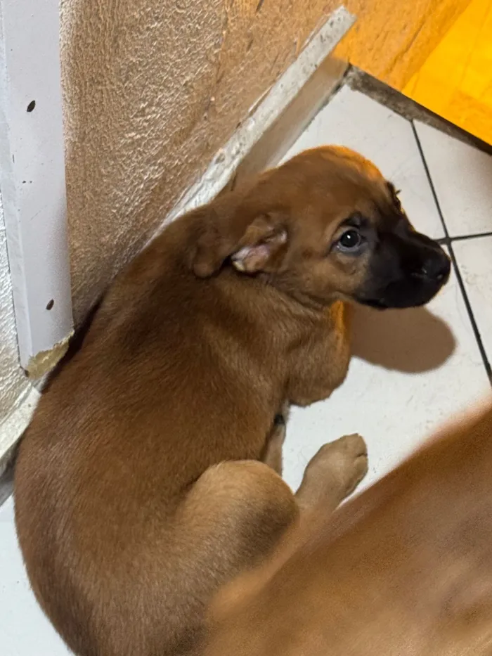 Cachorro raça SRD-ViraLata idade 2 a 6 meses nome maria