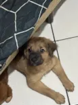 Cachorro raça SRD-ViraLata idade 2 a 6 meses nome maria