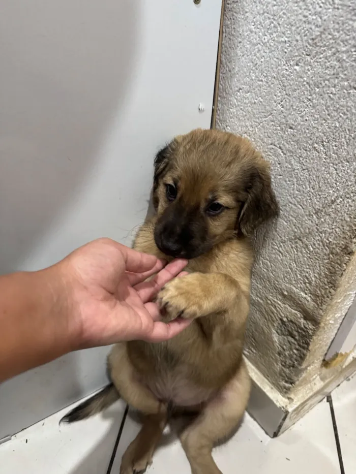 Cachorro raça SRD-ViraLata idade 2 a 6 meses nome maria