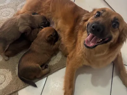 Cachorro raça SRD-ViraLata idade 2 a 6 meses nome maria