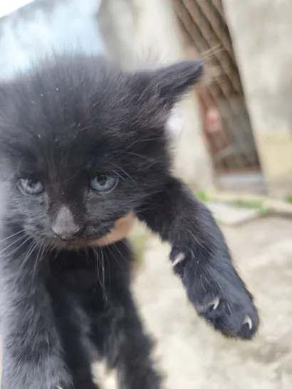 Gato raça SRD-ViraLata idade 2 a 6 meses nome Pantera 