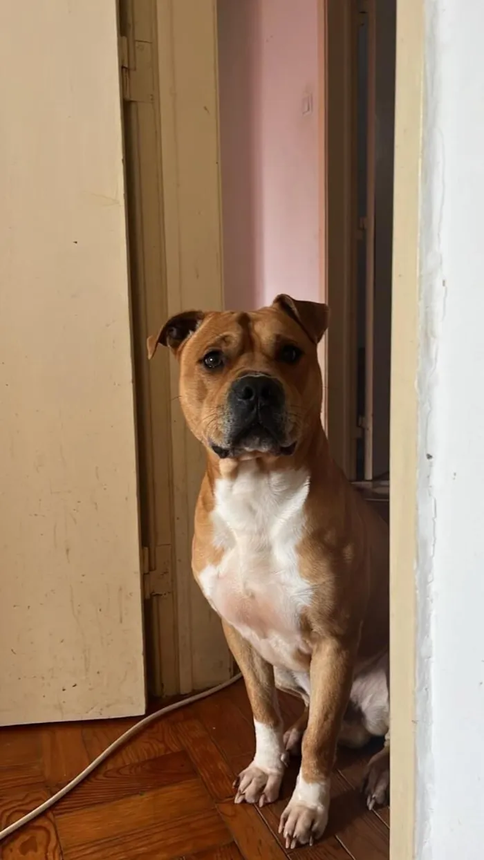 Cachorro raça Pit-Bull idade 4 anos nome Chivas 