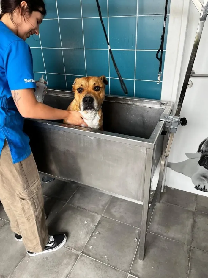 Cachorro raça Pit-Bull idade 4 anos nome Chivas 