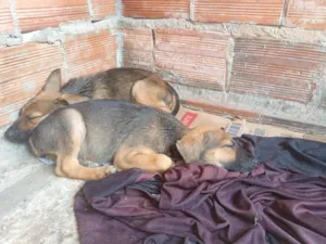 Cachorro raça SRD-ViraLata idade Abaixo de 2 meses nome Flor 