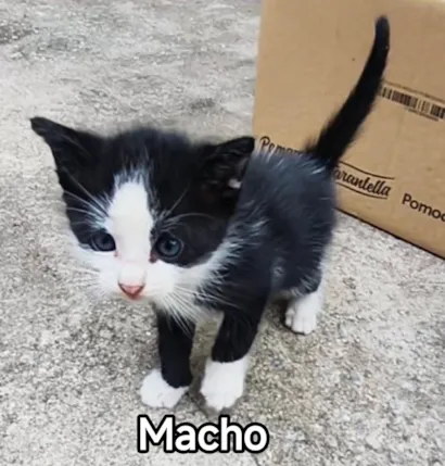 Gato raça SRD-ViraLata idade 2 a 6 meses nome Lancelot 