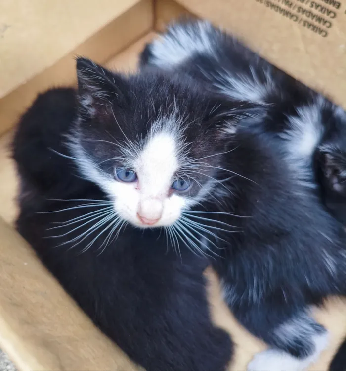 Gato raça SRD-ViraLata idade 2 a 6 meses nome Lancelot 