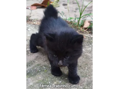 Gato raça SRD-ViraLata idade 2 a 6 meses nome Pantera 