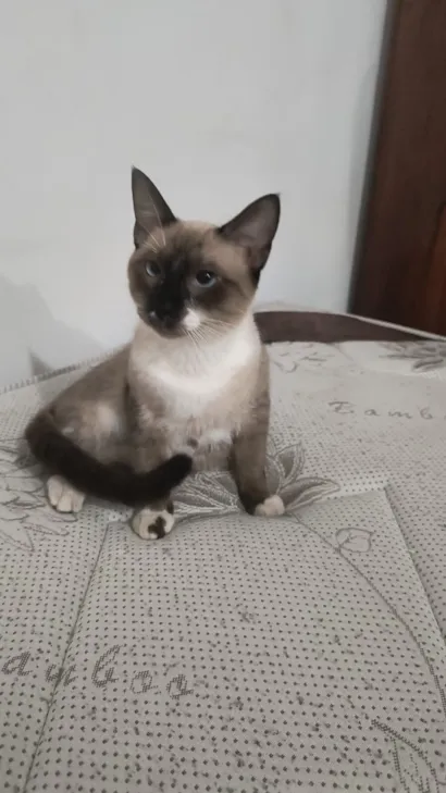 Gato raça Siamês idade 2 anos nome Thor. 