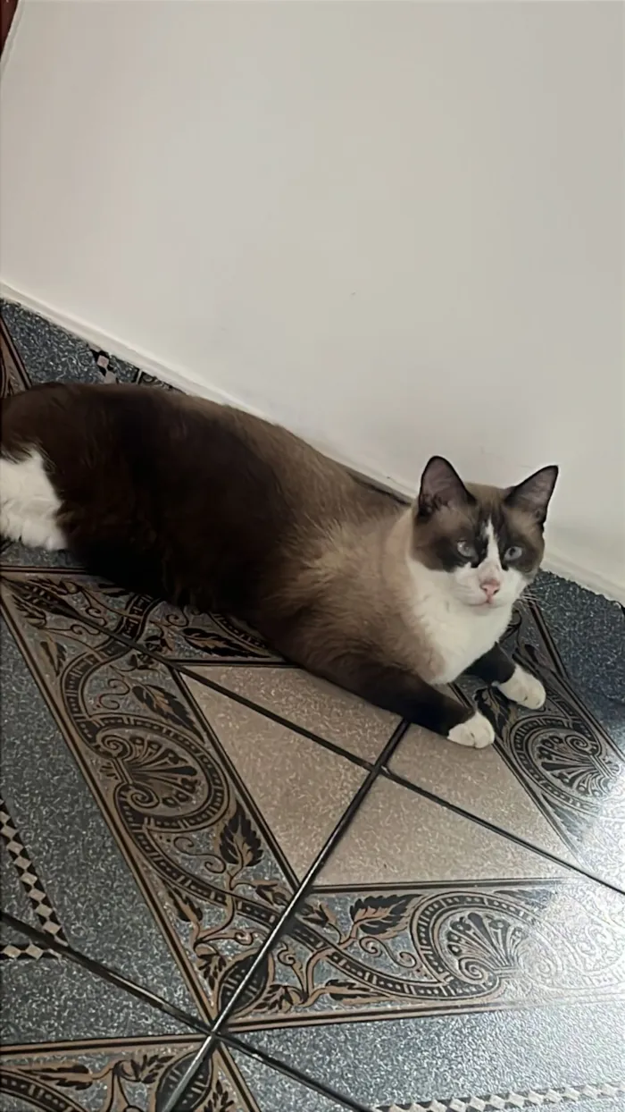 Gato raça Siamês idade 2 anos nome Thor. 