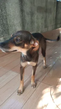 Cachorro raça SRD-ViraLata idade 2 anos nome Doralice 