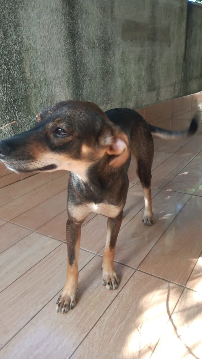 Cachorro raça SRD-ViraLata idade 2 anos nome Doralice 