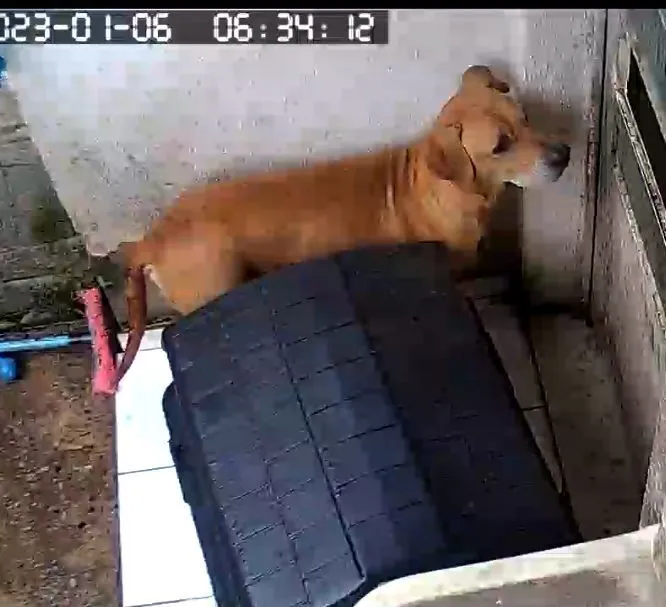 Cachorro raça SRD-ViraLata idade 6 ou mais anos nome Stark
