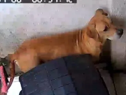 Cachorro raça SRD-ViraLata idade 6 ou mais anos nome Stark