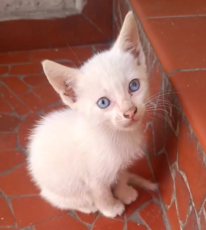 Gato raça SRD-ViraLata idade 2 a 6 meses nome BRANQUINHO NEVE