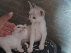 Gato raça Siamês idade 2 a 6 meses nome Bia e cida 