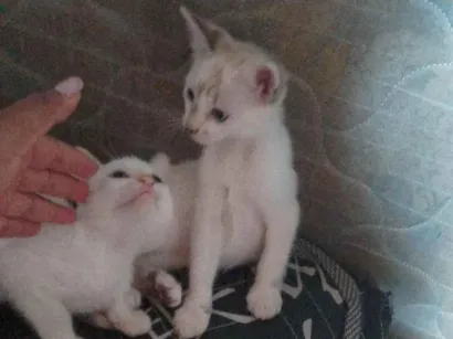 Gato raça Siamês idade 2 a 6 meses nome Bia e cida 