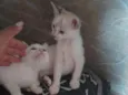 Gato raça Siamês idade 2 a 6 meses nome Bia e cida 