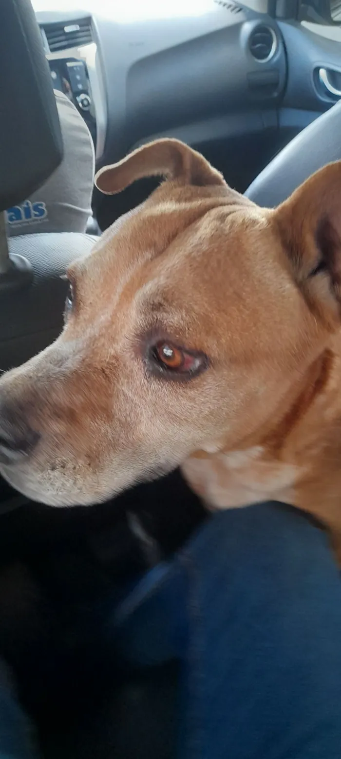 Cachorro raça SRD-ViraLata idade 3 anos nome Bob