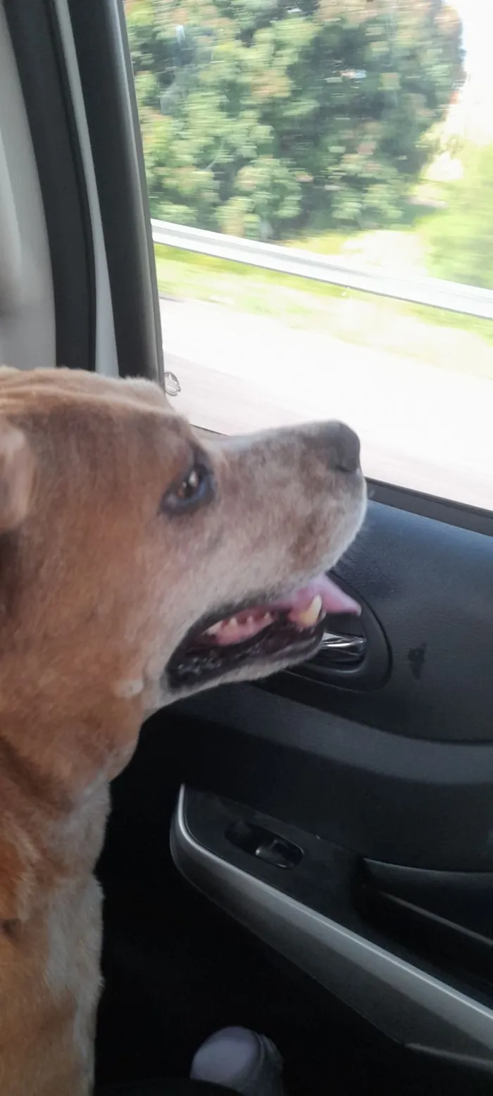 Cachorro raça SRD-ViraLata idade 3 anos nome Bob