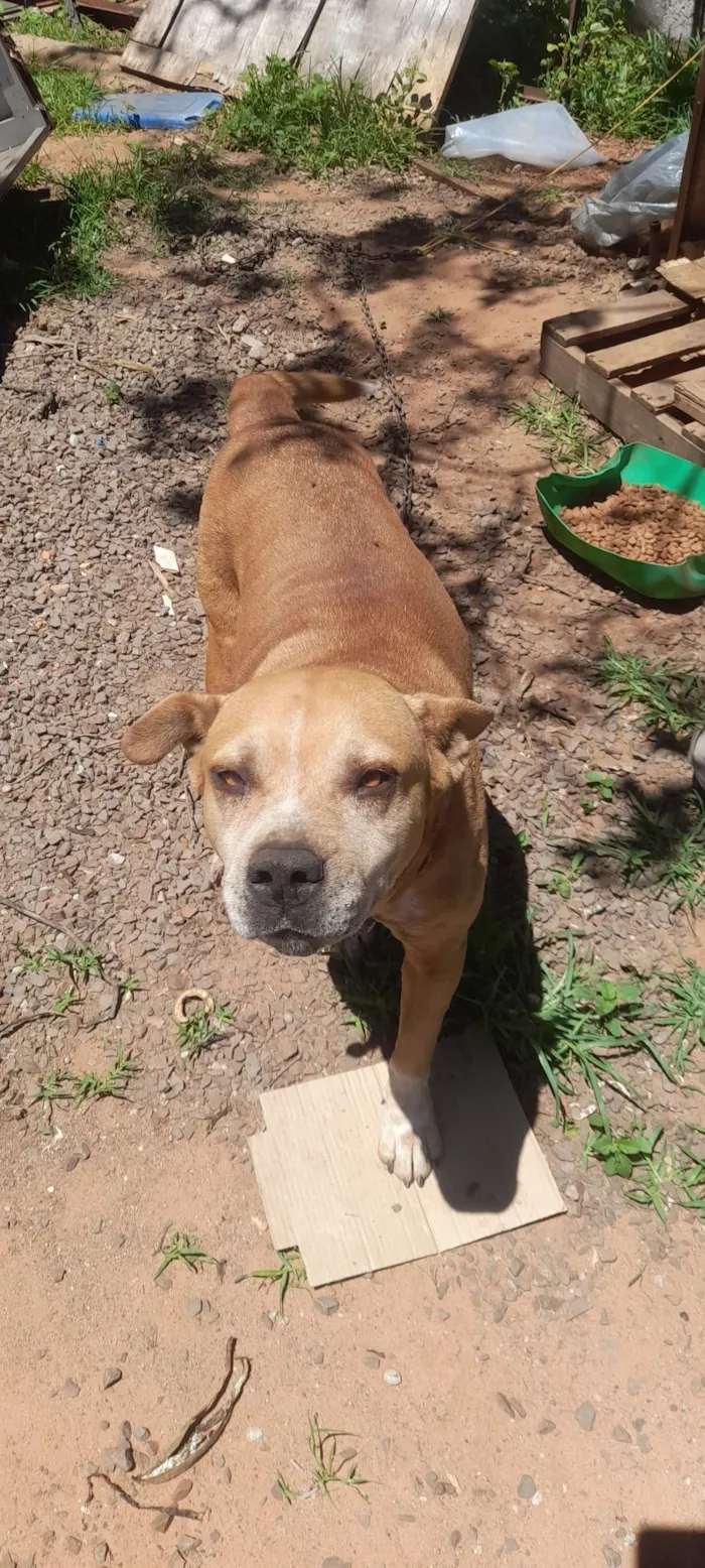 Cachorro raça SRD-ViraLata idade 3 anos nome Bob