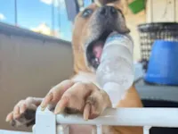 Cachorro raça Pit-Bull idade 4 anos nome Chivas 