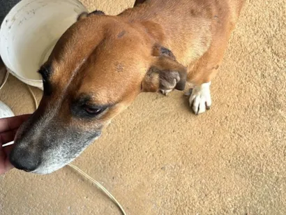 Cachorro raça SRD-ViraLata idade 5 anos nome Lacoste 