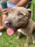 Cachorro raça Pit-Bull idade 3 anos nome Drogo
