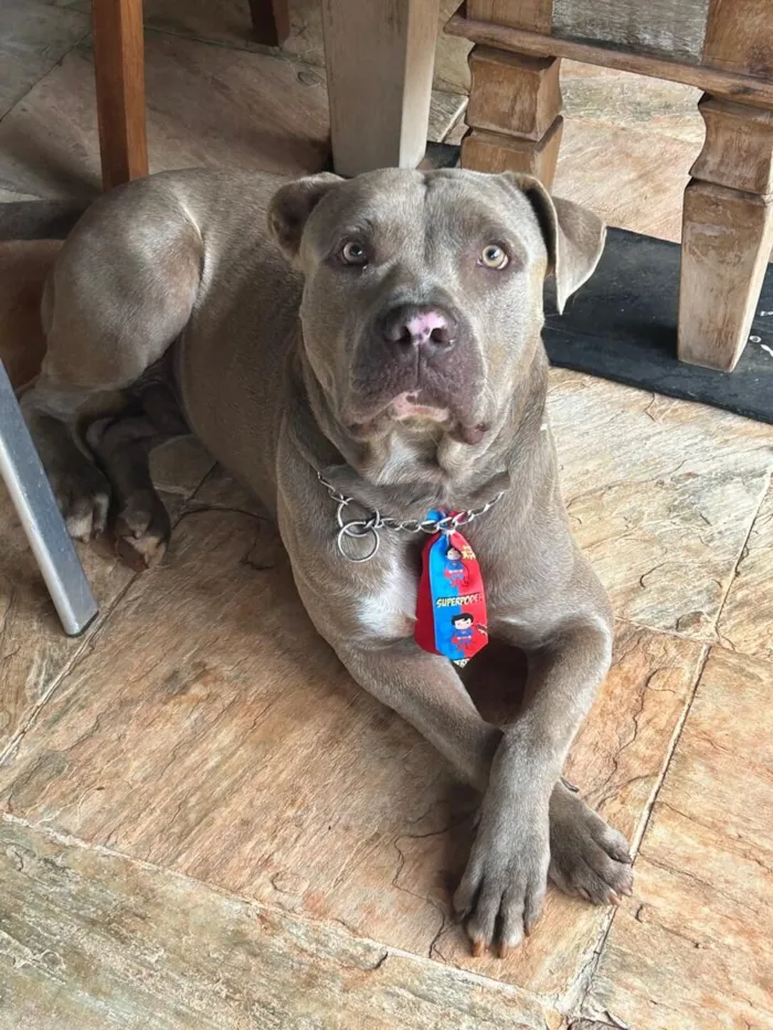Cachorro raça Pit-Bull idade 3 anos nome Drogo
