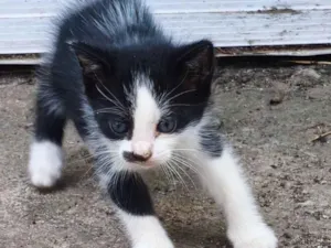 Gato raça SRD-ViraLata idade 2 a 6 meses nome Pata mansa 