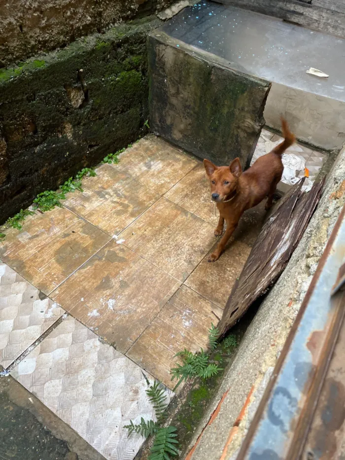 Cachorro raça SRD-ViraLata idade 2 anos nome Não sei 