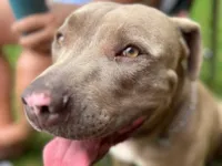 Cachorro raça Pit-Bull idade 3 anos nome Drogo