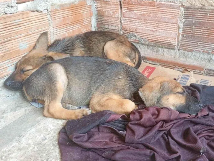 Cachorro raça SRD-ViraLata idade Abaixo de 2 meses nome Flor 