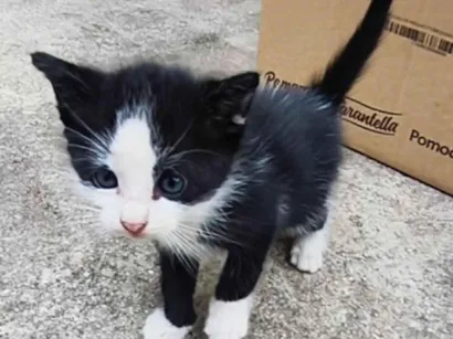 Gato raça SRD-ViraLata idade 2 a 6 meses nome Lancelot 