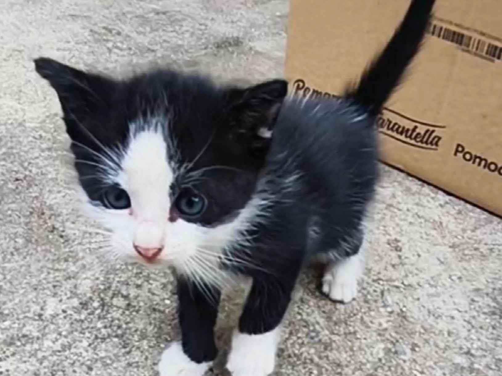 Gato raça SRD-ViraLata idade 2 a 6 meses nome Lancelot 