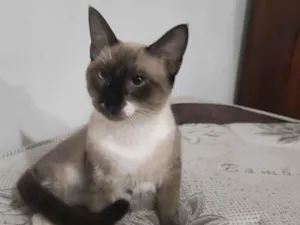 Gato raça Siamês idade 2 anos nome Thor. 